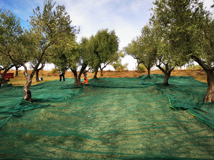 Olio Extravergine di Oliva Mantella