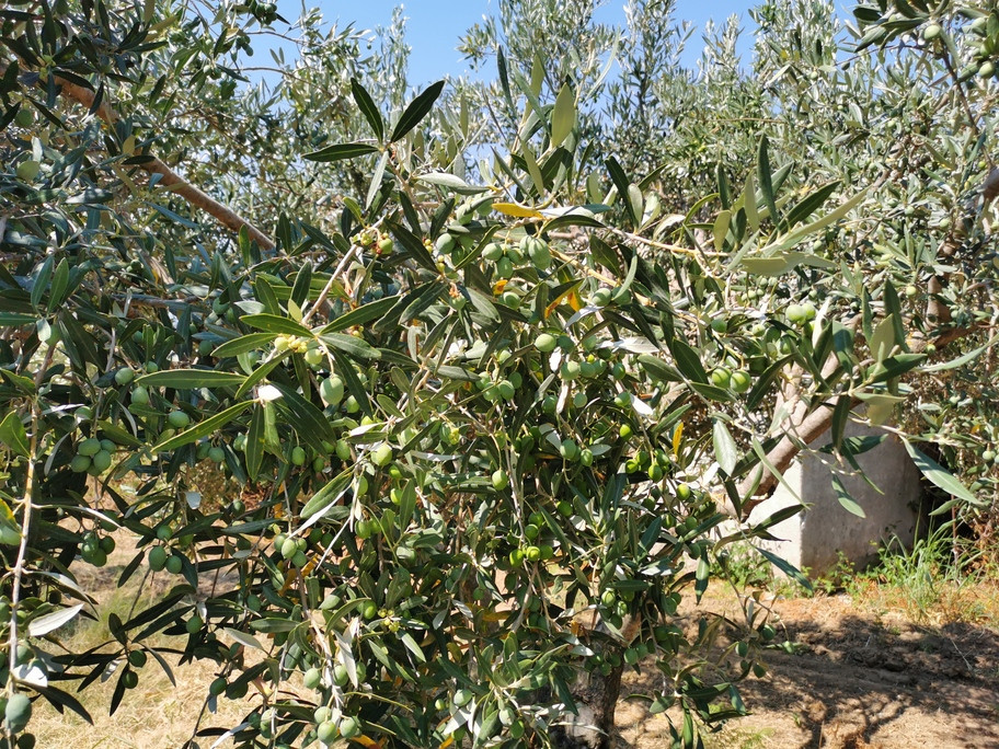 La Tradizione dell'Olio Extravergine di Oliva